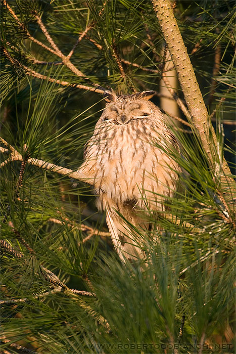 Roost gufi in pericolo ad Ostellato (Fe)